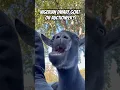 Download Lagu Nigerian Dwarf Goat or Auctioneer? Domino🤩 #goats #pets #nigeriandwarfgoats #funnypets #shorts