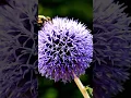 Download Lagu Bumble Bee facts #wildlife #bee #nature #facts #wasp