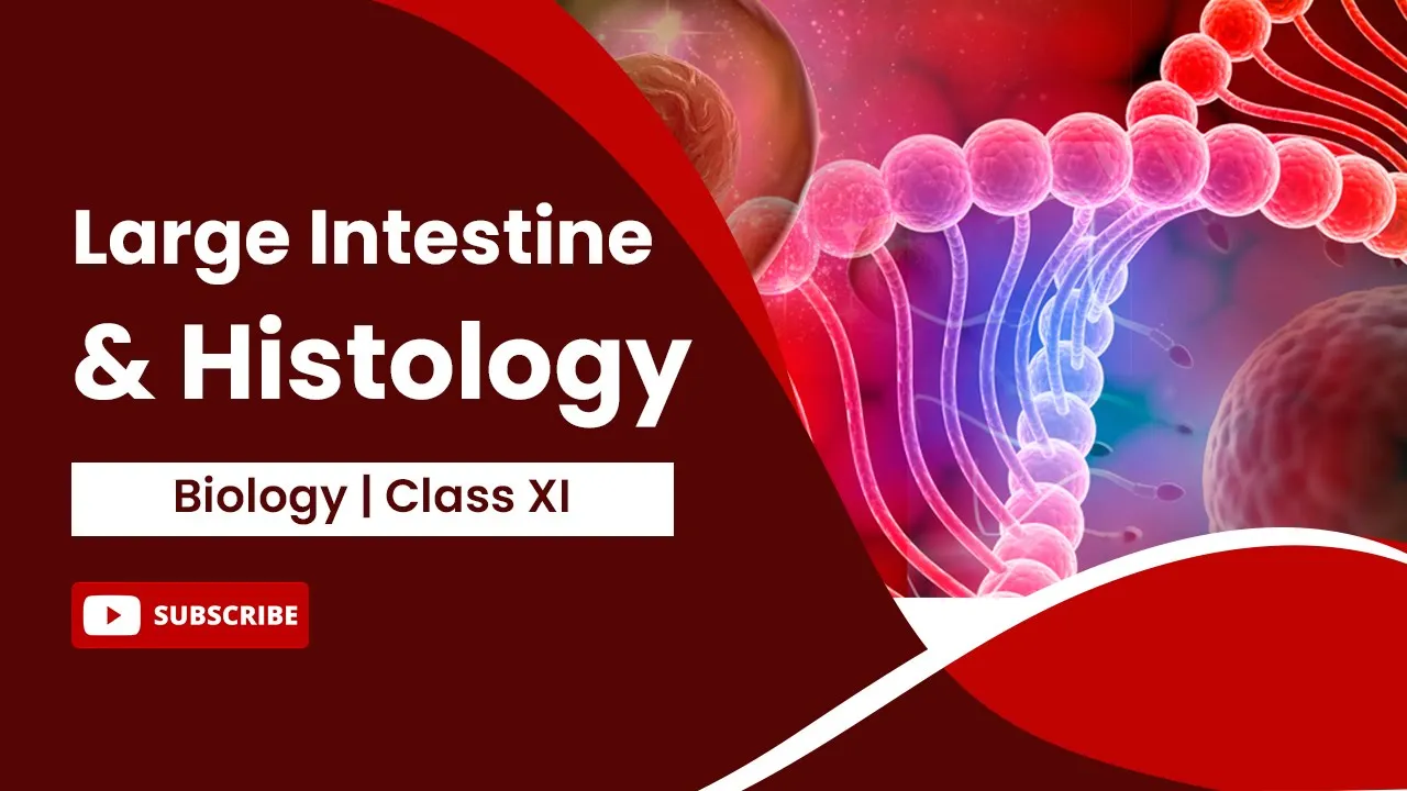 Large Intestine & Histology | Digestion and Absorption | Biology | Class 11