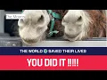 Download Lagu THEY'RE HOME! The Donkey Family Reunion You Made Possible!!!