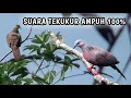 Download Lagu Suara Pikat Tekukur 100% Ampuh