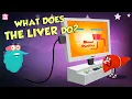 Download Lagu What Does The Liver Do? | Liver Functions | The Dr Binocs Show | Peekaboo Kidz