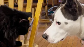 Dogs accept short spined cat that had no friends
