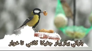 اغنیة مم ارارات لێ هیڤیا بارانێ 