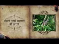 Download Lagu Tulsi Krishna Preyasi Namo Namaha | ISKCON Temple Songs