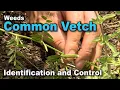 Download Lagu Common Vetch
