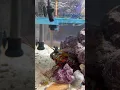 Punched By MANTIS SHRIMP