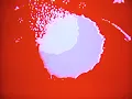 Margaritas Podridas - Pólvora (Visualizer)