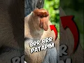 Download Lagu #uttarakhandirasoi