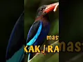 Download Lagu cekakak raja udang