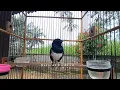 Download Lagu terapi kacer pagi hari, cocok untuk mengembalikan mental kacer yang down, buktikan!