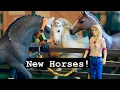 New Horses at Silver Star Stables - Short Schleich Movie