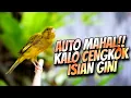 Download Lagu ISIAN LENGKAP BIKIN MAHAL - MASTERAN KENARI ISIAN PRENJAK CIBLEK LOVEBIRD DAN BLACKTHROAT