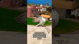 طي طيور حمام كش Shorts 