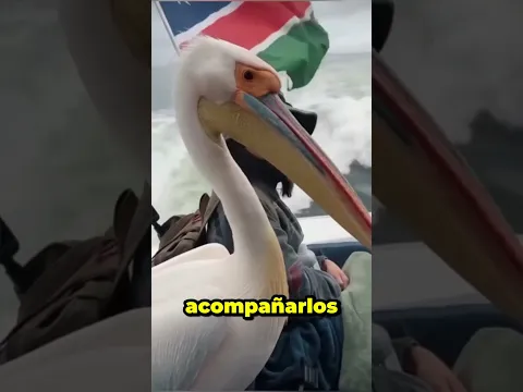 Una gaviota y una foca sorprendieron a todos