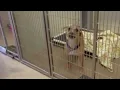 Southwest Missouri Humane Society offers low-cost microchip clinic Friday for pet safety