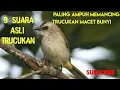 Download Lagu 9 Macam Suara Trucukan Paling Ampuh Memancing Trucuk Bisu/Macet Bunyi Langsung Respon