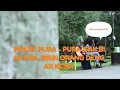Pengamen cantik nirmala || prank gokil pura pura gak bisa nyanyi || di tempat umum