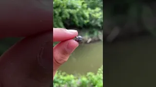 The EASIEST Way To Catch Catfish Shorts 