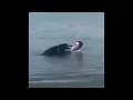 GIFS WITH SOUND