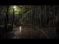 Download Lagu Gezellige regen│Ontspannend│Rustig│Regengeluiden om te slapen