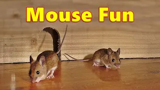 Entertainment For Cats Mouse Fun 8 Hour Videos For Cats And Cat TV 