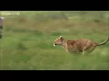 Lioness chases Zebra | Nature's Great Events - BBC