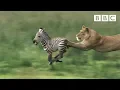 Lioness chases Zebra Nature s Great Events - BBC