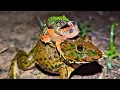 Lagu Frog froggy funny to you for laugh | Making funny frogs | Bullfrog and Toad Jump funny | funny frog