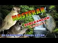 Download Lagu Jongkangan Anda Males Bunyi Coba Masterin Pake Mp3 Ini Di Jamin Bakal Ikut Gacor(cingcoang)