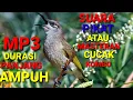 Download Lagu Suara Pikat Cucak Kombo Gacor ll Masteran Cucak Kombo Paling Di Cari