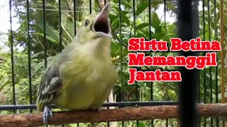 suara sirtu cipoh betina gacor memanggil jantan ampuh