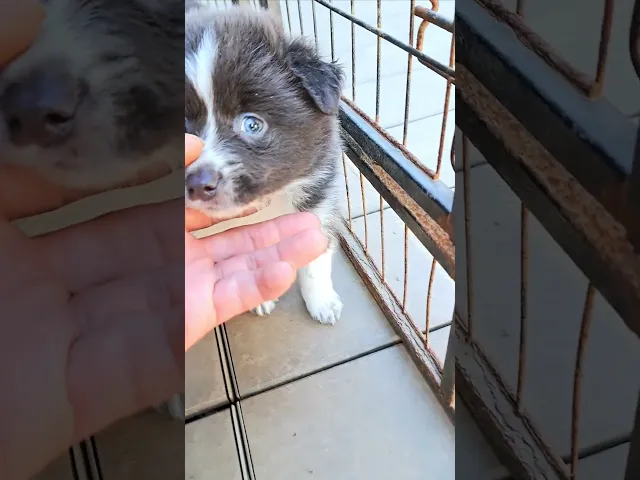 動画