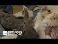 Hundreds of birds seized from Baltimore pet shop placed with rescues