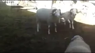 معركة ثلاثة كباش في نفس الوقت دندنها