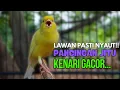 Download Lagu KENARI Gacor PANJANG !!! Suara PANCINGAN KENARI PAUD Belajar BUNYI Ngeriwik - MASTERAN Kenari PAUD
