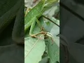 Bunglon dan suara hutannya