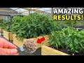 Add This To Your Garden Watch Your Plants EXPLODE