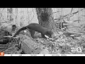 A once-extirpated animal is back in Northeast Ohio