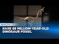 Lagu Meet Spike: 68 Million-Year-Old Dinosaur on Auction at Christie's