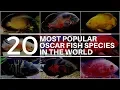 TIPS TRICKS 10 MOST POPULAR OSCAR FISH SPECIES IN THE WORLD PREDATOR FISH