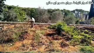 محبين مروان منصور كيفية زراعة الثوم 
