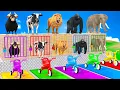 Download Lagu Long Slide Game With Cow Elephant Gorilla Hippopotamus Tiger 3d Animal Game Funny 3d Animals