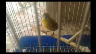 صوت طائر النعار للصيد وتساعد الذكر على الغناء داخل القفص 