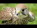 Download Lagu Peregrine Falcon Sounds | Peregrine Falcon Sound Effects | Peregrine Falcon Call | Falcon Noises