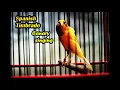 Download Lagu 92 POINTS of Spanish Timbrado Canary Singing