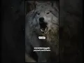 Hewan Paling setia: Filosofi Serigala #shortvideo #filosofihidup #serigala