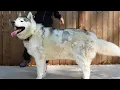 Download Lagu One Of The Most Challenging Husky Grooms of My Career