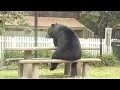 Download Lagu ANIMALS that will MAKE YOU LAUGH EXTREMELY HARD - Funny RACCOONS SQUIRRELS and ANIMALS compilation