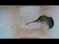 Download Lagu House Wren empty bird nest box to laying eggs and raising 6 chicks - Part 1